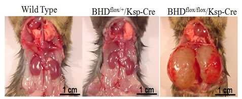 Bhd-Ksp-cre phenotype WT-HZ-HO